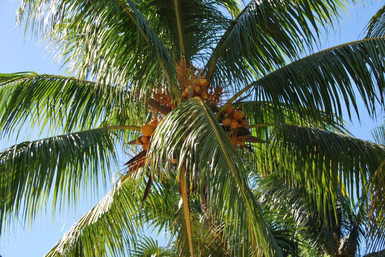 Mapache Hostel & Camping Isla Holbox Buitenkant foto